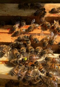 Exploitation apicole dans les Yvelines