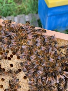 Vente directe d'essaims et reines